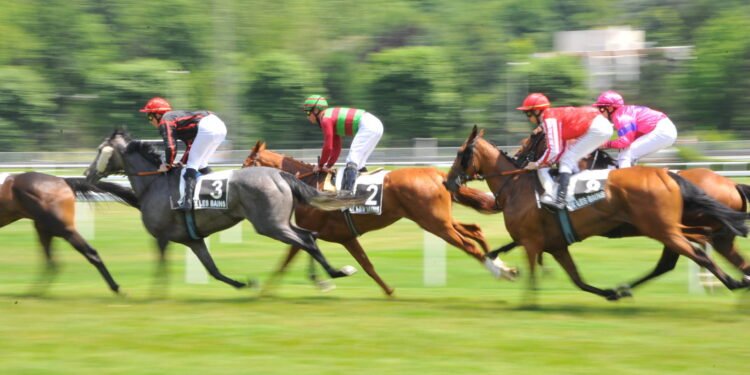 Courses hippiques (1ère journée) : Diofior ravit la vedette à Moubarak et El Capo